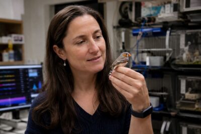 La comunicació animal: com els ocells entenen els sons La investigadora Julie Elie sostiene un pinzón cebra durante un estudio que utilizó inteligencia artificial para analizar el significado de sus vocalizaciones.